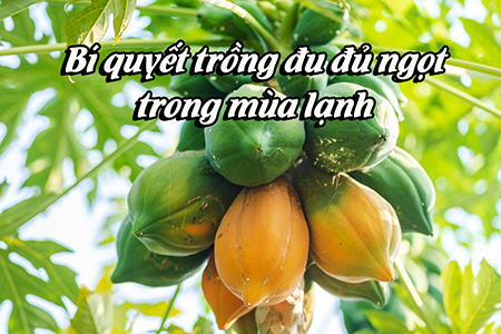 Bí quyết trồng đu đủ ngọt trong mùa lạnh